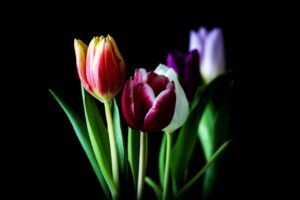 tulip, nature, flower-3295550.jpg